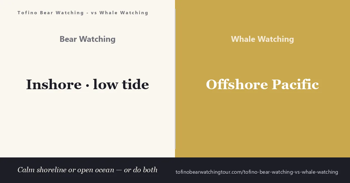 Tofino bear watching vs whale watching — a coastal black bear on the shoreline compared with a gray whale surfacing offshore
